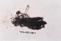 藏品(刺邊小金髮苔)的圖片